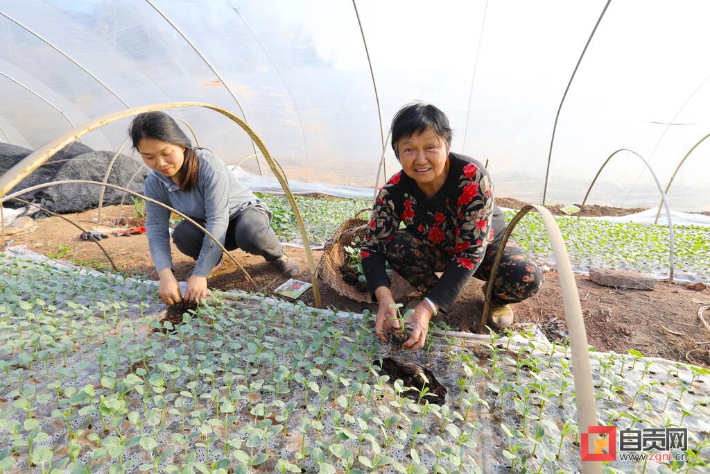 最新款西瓜栽苗機，科技助力農(nóng)業(yè)高效種植